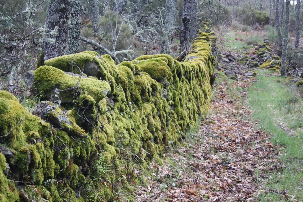 Apartamentos Sierra De Francia Monsagro Exteriör bild